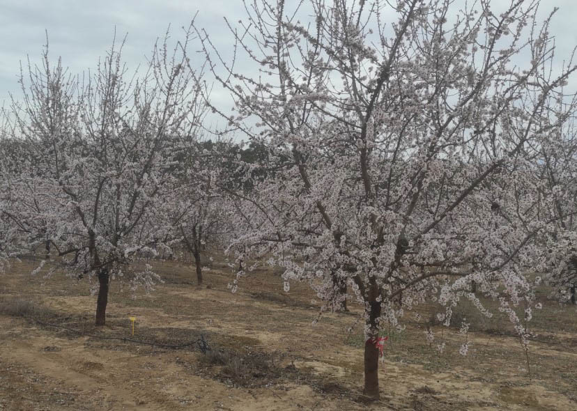 FIELD TRIAL IN ALMOND CULTIVATION