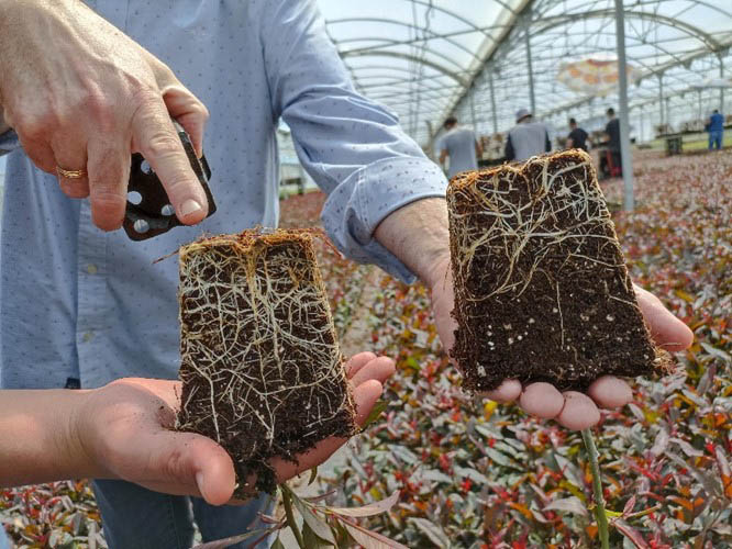 LABIN PRO améliore l'implantation et la vigueur des PÉPINIÈRES D'AMANDIERS