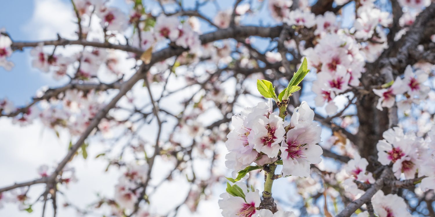 caso exito almendro 2